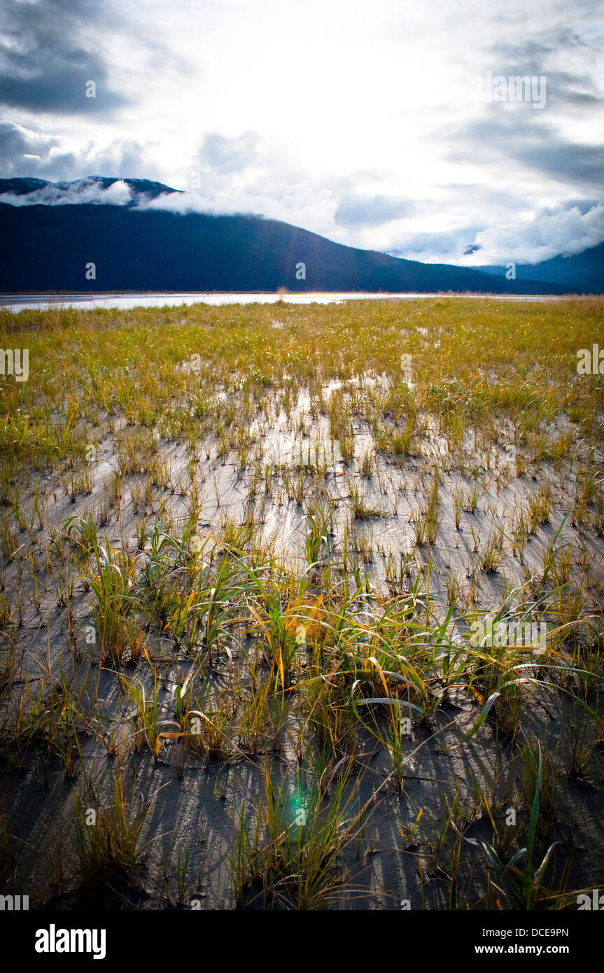 Grasige Ufer in der Nähe von Anchorage, Alaska Stockfoto