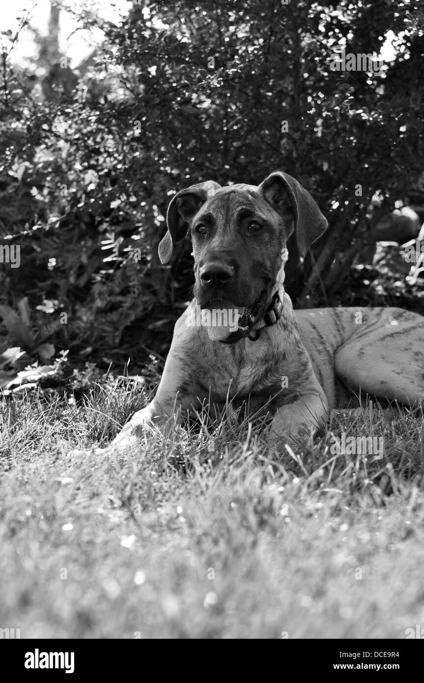 Eine Dogge namens Kupfer zur Festlegung im Gras Stockfoto