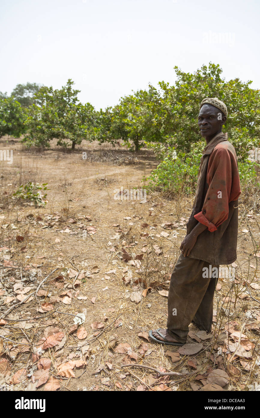 Cashew-Nuss Landwirt auf seinem Gebiet--weniger gepflegt.  Sokone, Senegal. Stockfoto