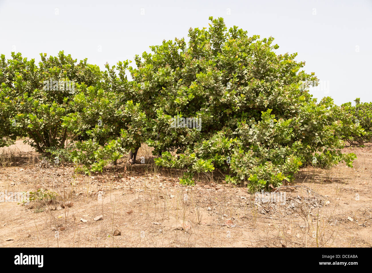 Beispiel von einem weniger Well-tended Cashew Tree Farm, mit weniger Beschneiden der unteren Extremitäten, weniger Reinigung der unter Pinsel. Stockfoto