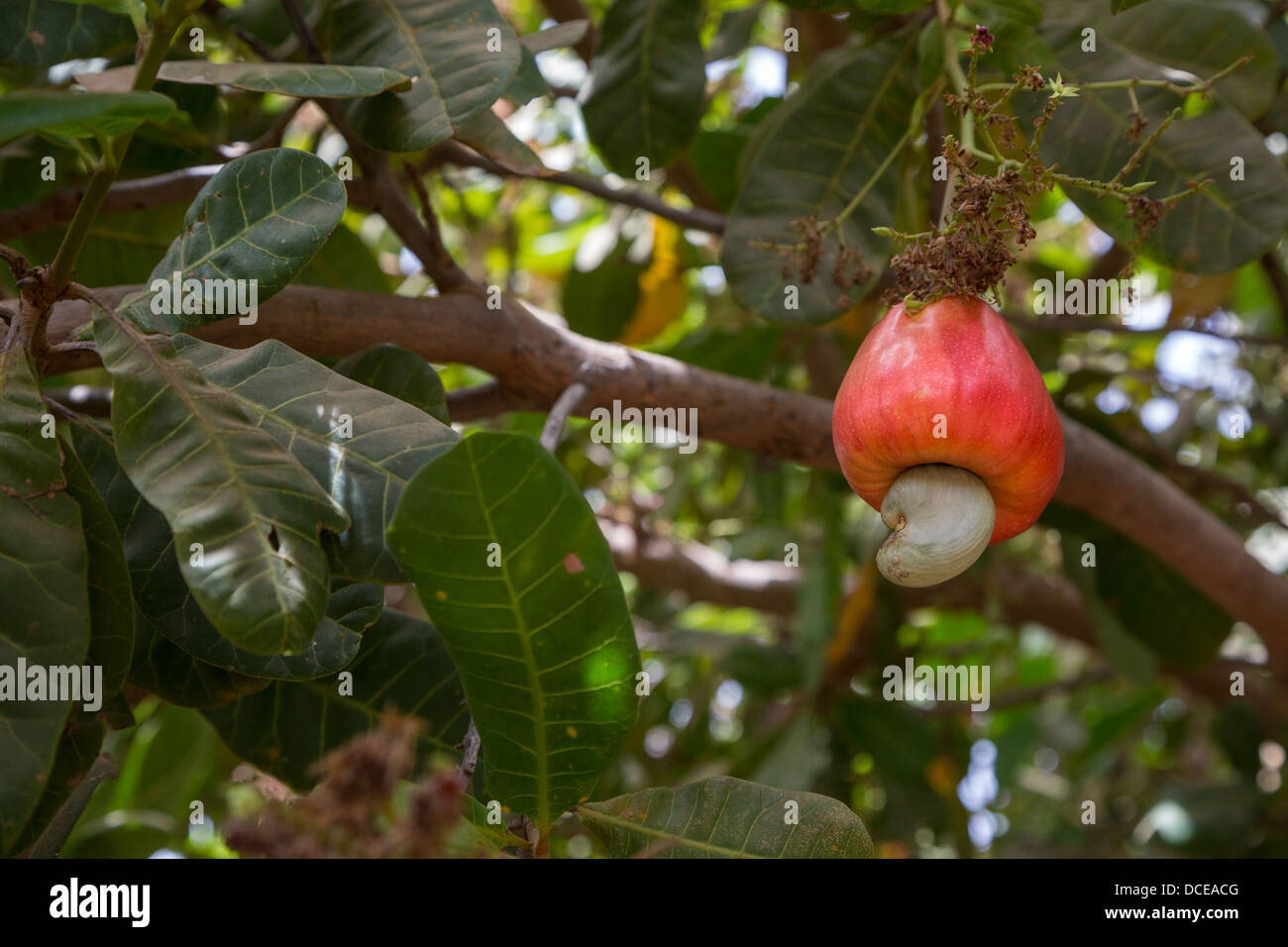 Rot Cashewapfel im Baum mit Nut, in der Nähe von Sokone, Senegal Stockfoto