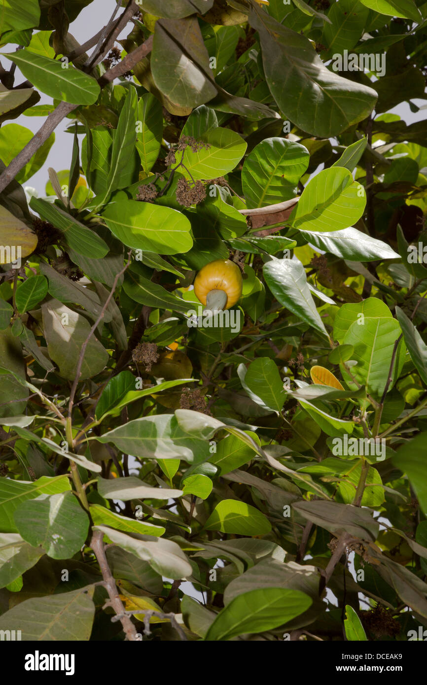 Cashew-Nuss und gelber Cashew-Apfel, in der Nähe von Sokone, Senegal Stockfoto
