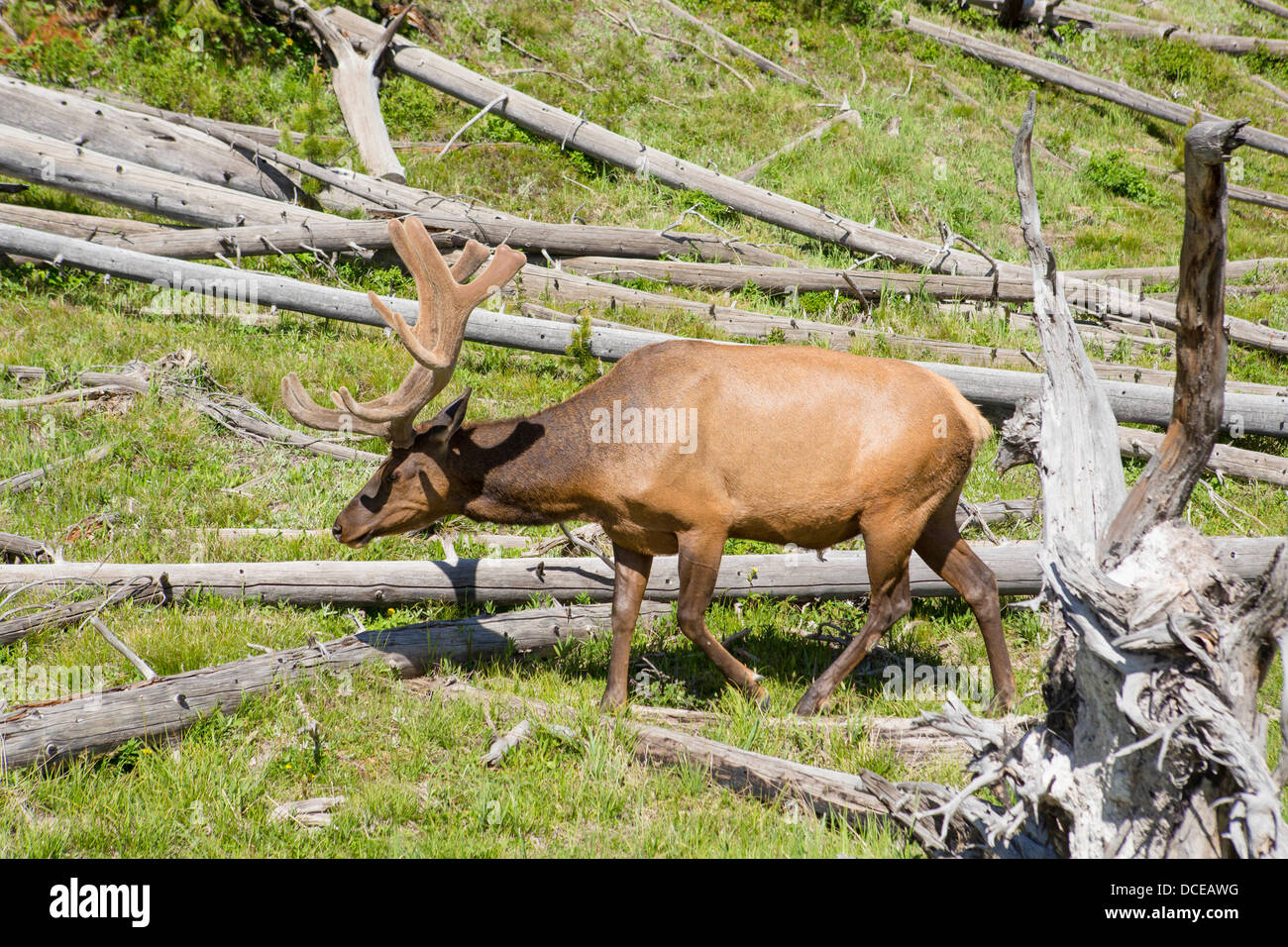 Yellowstone-Elch Stockfoto