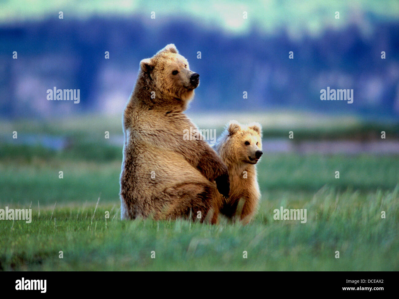 Brauner Bär säen und Cub in segge Wiese, Hallo Bay, Katmai National Park, Alaska Stockfoto