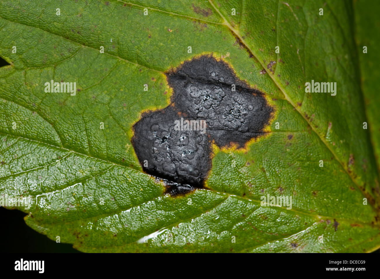 Teer vor Ort, Ahorn-Runzelschorf, Teerfleckenkrankheit, Teerflecken-sichtbar, Rhytisma Acerinum, Pilzbefall, Pflanze Erreger Stockfoto