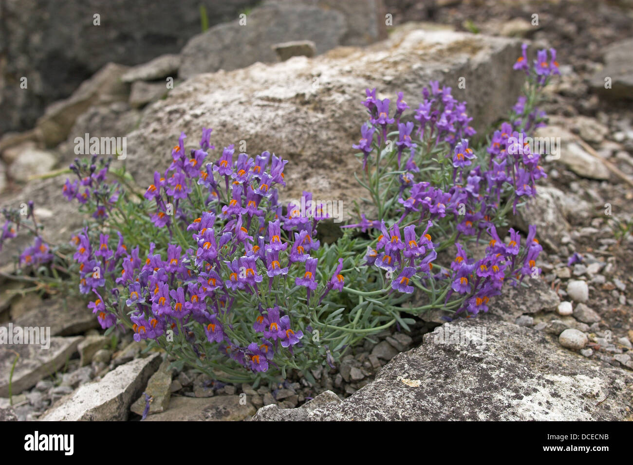 Alpen-Leinkraut, Alpen-Leinkraut, Stein-Leinkraut, Leinkraut, Linaria Alpina Linaire des Alpes Stockfoto