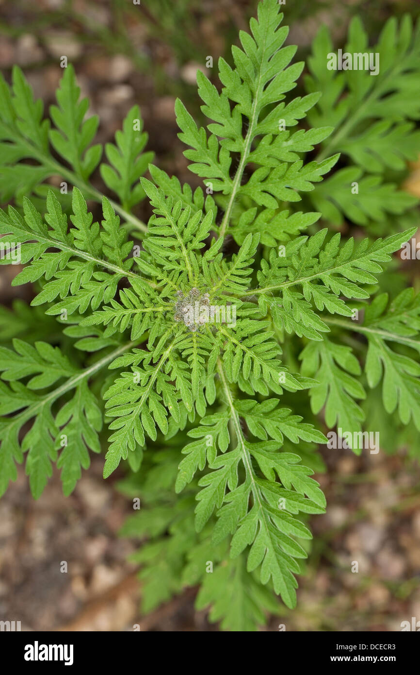 Jährliche Ragweed, Ambrosia, Ambrosie, Beifußblättriges ...