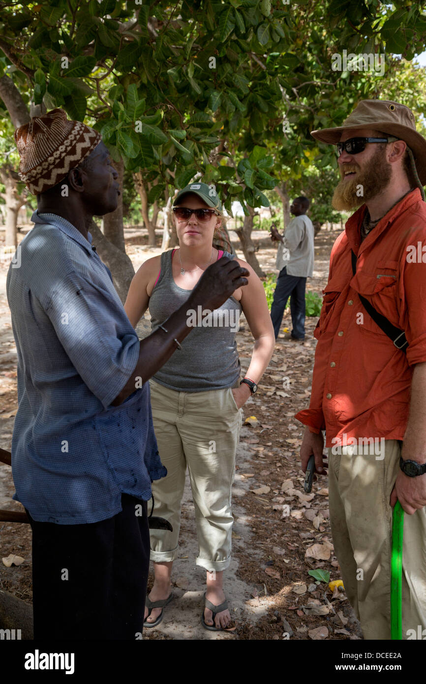 Zwei Friedenskorps Freiwilliger im Gespräch mit Cashew-Nuss-Bauer, in der Nähe von Sokone, Senegal Stockfoto