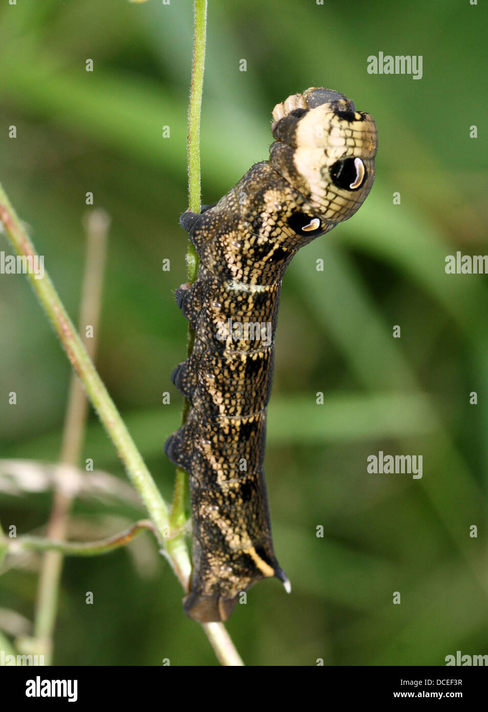 Detaillierte Reihe von Nahaufnahmen von der Raupe des Elephant Hawk-Moth (Deilephila Elpenor), Fütterung & posiert Stockfoto