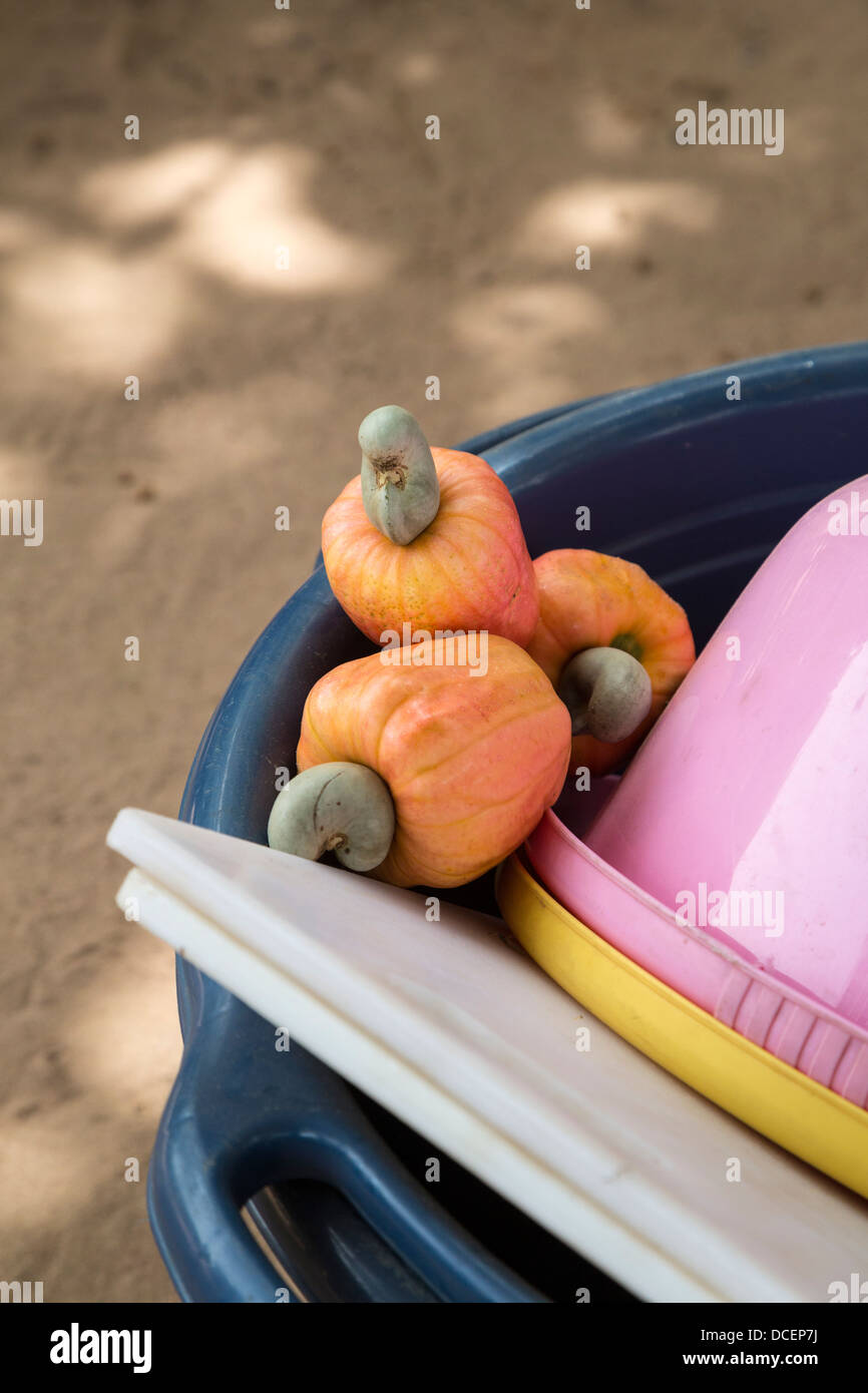 Cashew-Äpfel mit Cashew-Nüssen, Gambia Stockfoto