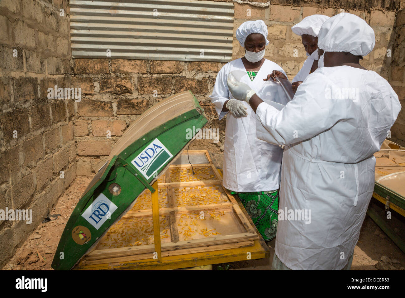 Arbeitnehmerinnen bei Cashew-Nuss landwirtschaftliche Trocknung Cashew Apfelscheiben, Gambia. Stockfoto