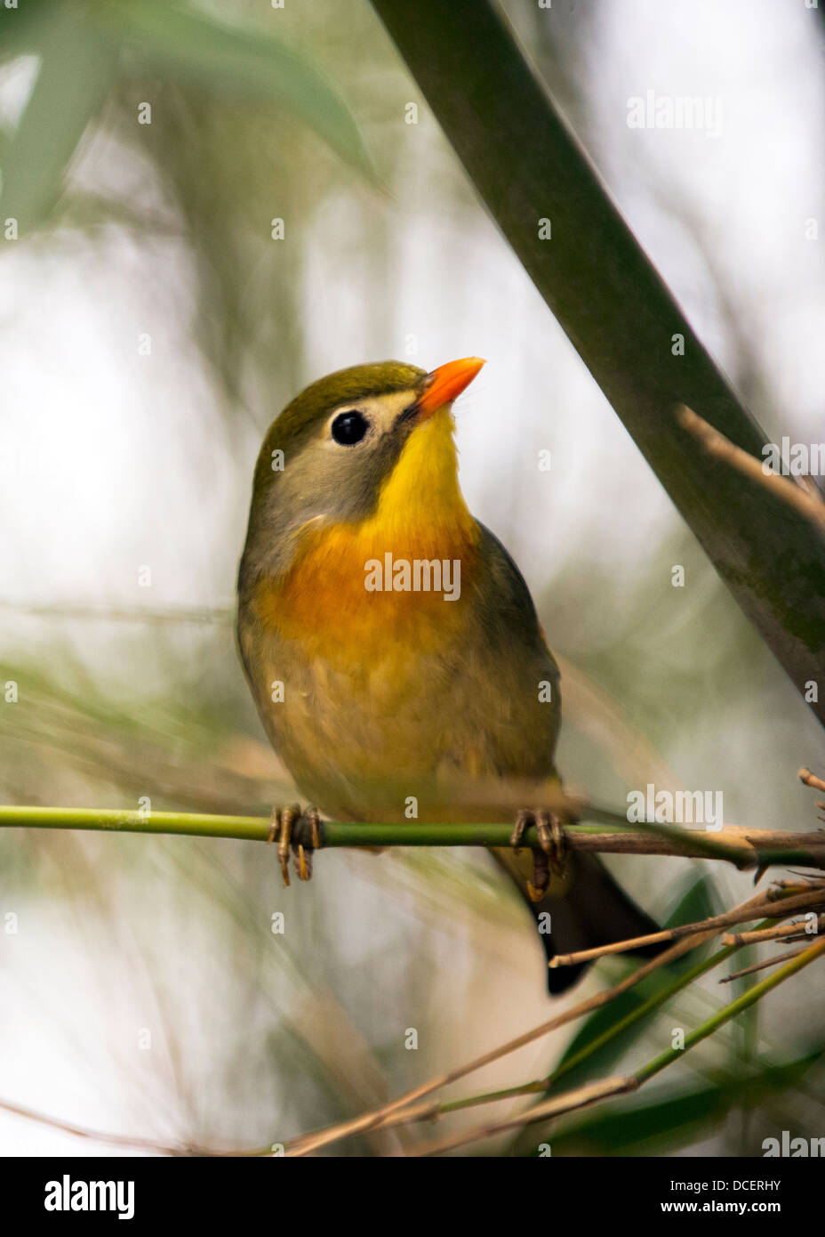 Chinesische Nachtigall (Leiothrix Lutea) Stockfoto