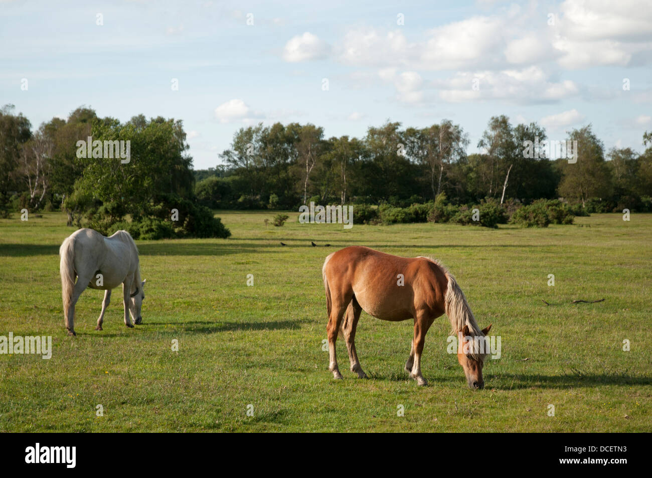 Zwei Ponys grasen in der New Forest, England. Stockfoto