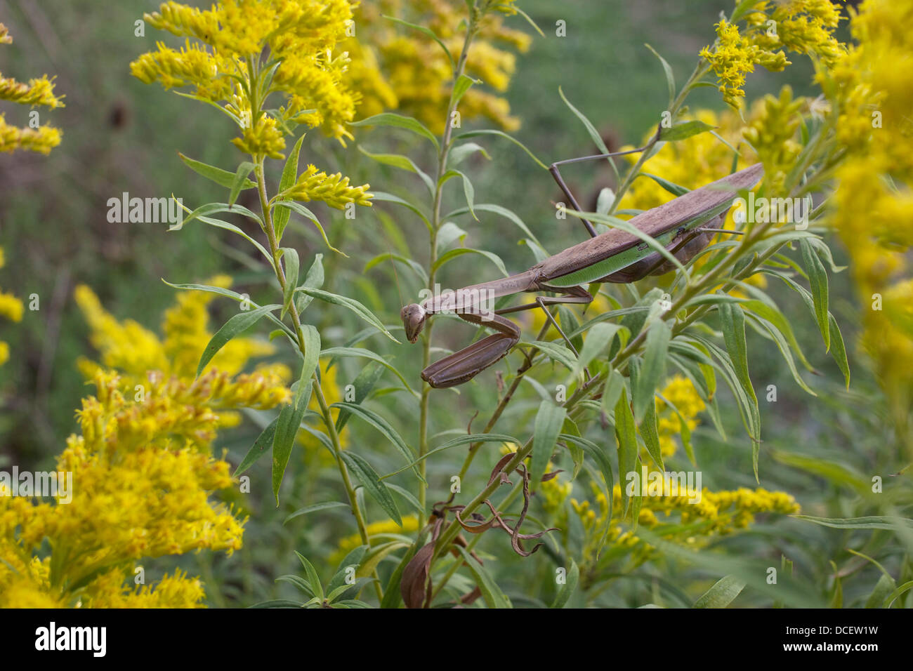 Mantis unter Goldrute Blumen Stockfoto