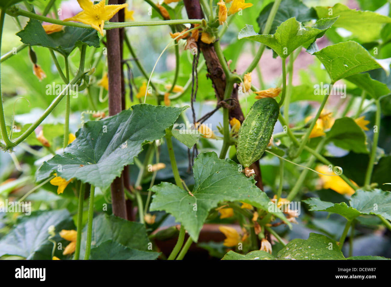 Vegetables plant Fotos und Bildmaterial in hoher Auflösung Alamy