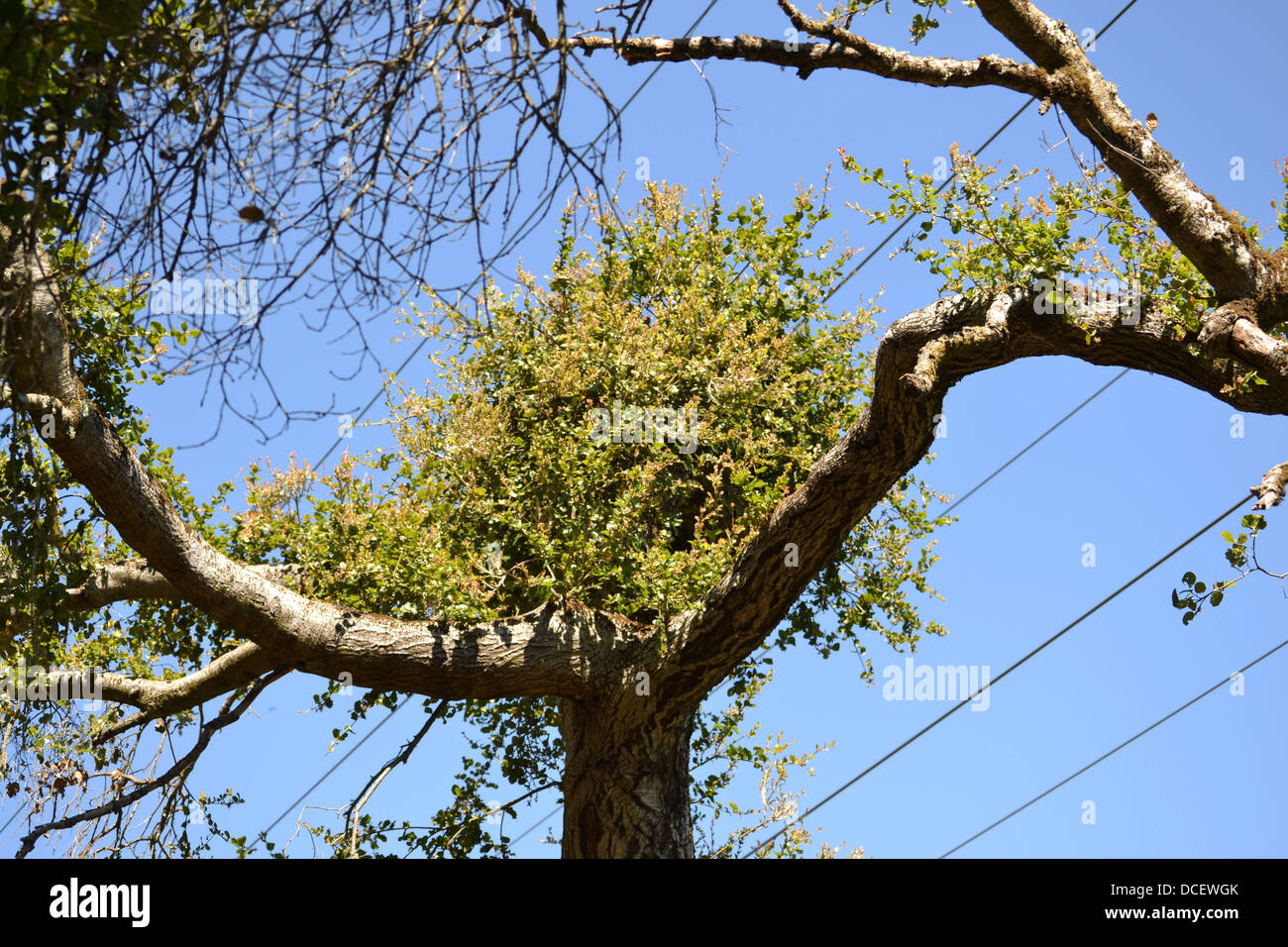 Dieses Bild ist Baum nach dem Schnitt in der Mitte. Dies symbolisiert die Bereitschaft zu wachsen. Stockfoto