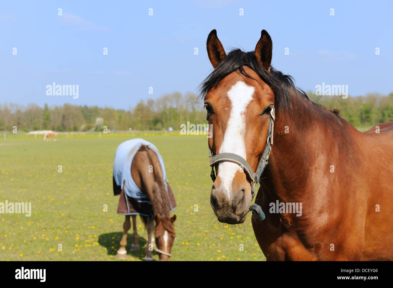 Pferde in Landschaft Stockfoto