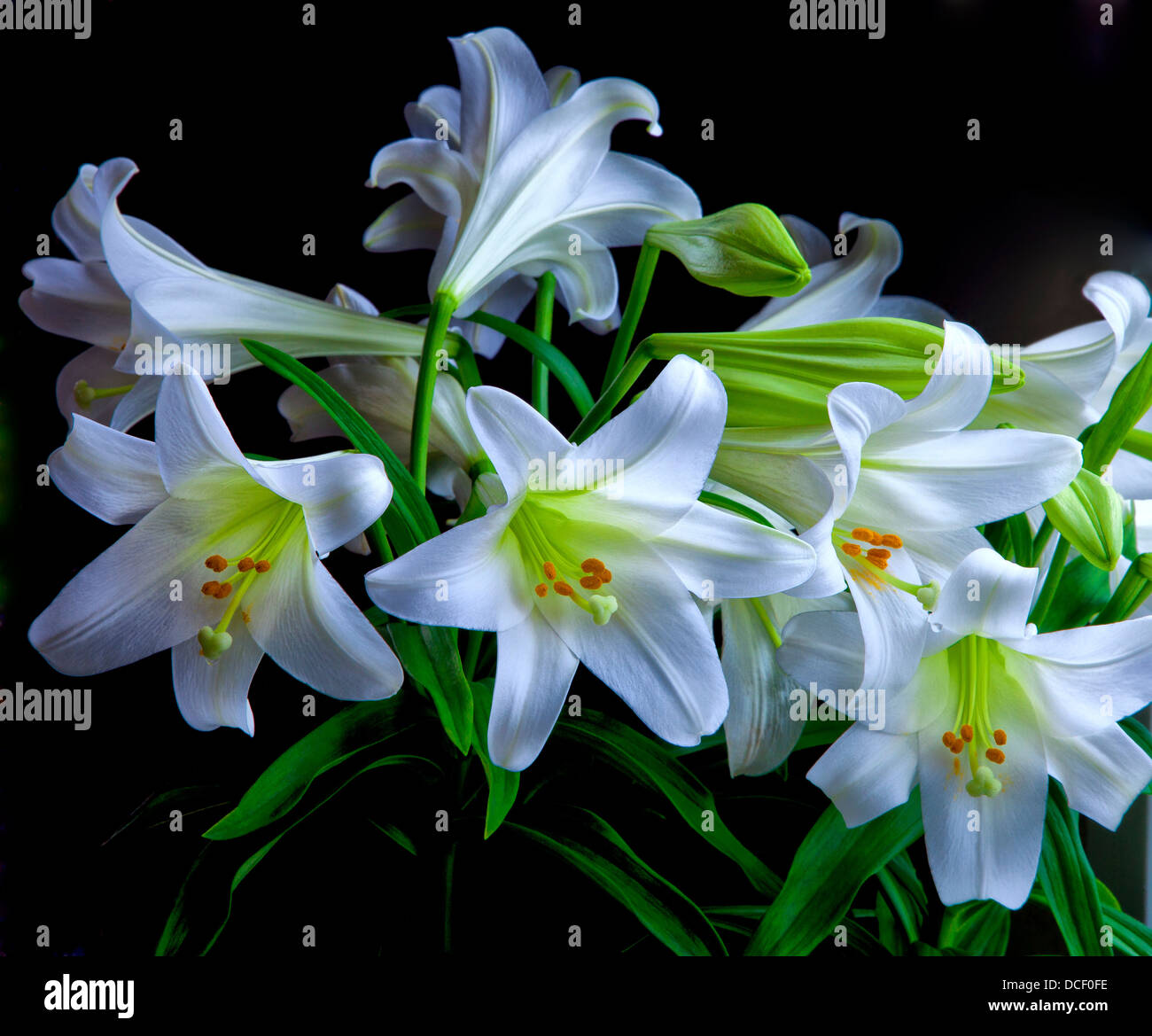 USA, Oregon. Nahaufnahme der Osterlilien. Stockfoto