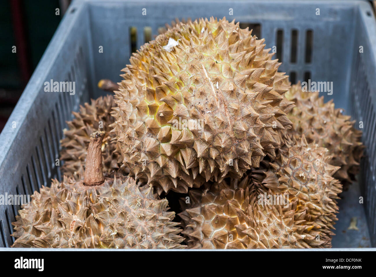 Großen stacheligen Früchte Durian (Durio Zibethinus) hat einen unangenehmen Geruch Stockfoto