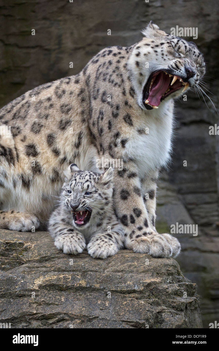 Snow Leopard Cub 16 Wochen alt, mit seiner Mutter, beide Gähnen Stockfoto