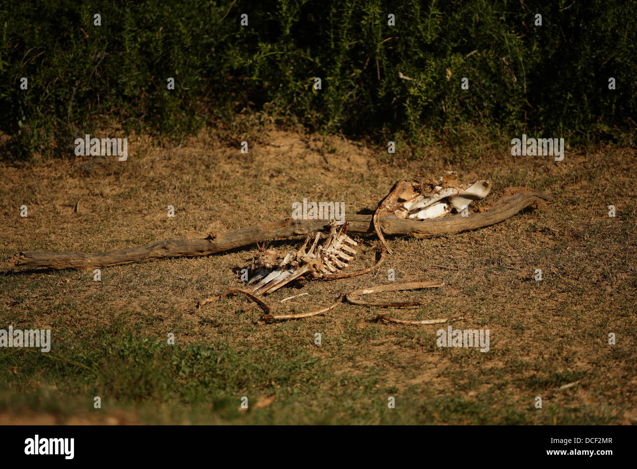 Knochen von einem fleischfressenden Tier zurückgelassen Stockfoto