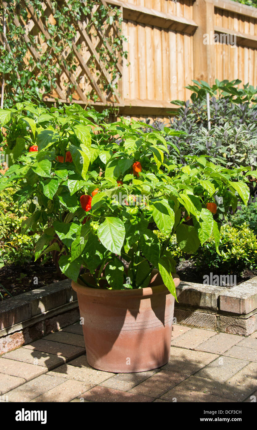 Eine eingemachte Chili-Pfeffer-Pflanze (Spanisch Naga - Capsicum Chinense)  wächst an einem sonnigen Standort in einem englischen Garten  Stockfotografie - Alamy