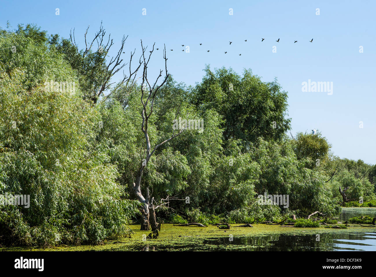 Donau-Delta, Vögel fliegen, eines der lokale Sender in der Nähe von Tulcea, Rumänien, Dobrudscha, UNESCO-Biosphärenreservat Stockfoto