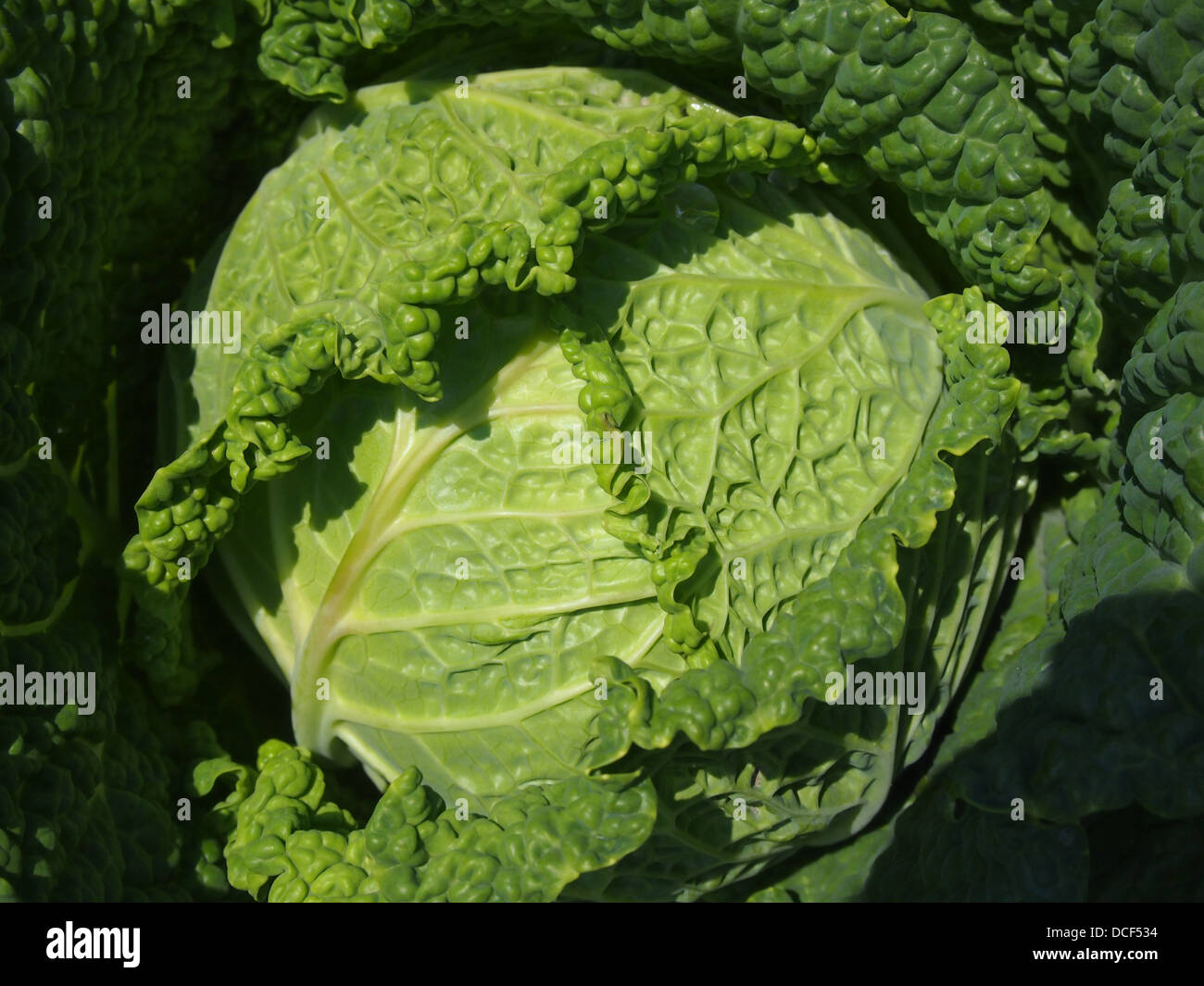 Grünkohl-Kopf Stockfoto