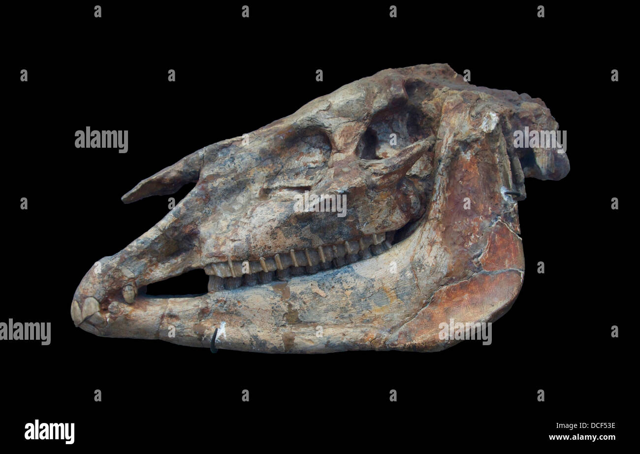 Hipparion grazil, Schädel, 8 Millionen Jahren, Miozän, Pikermi (Griechenland). National Museum of Natural History, Paris. Galerie der Stockfoto