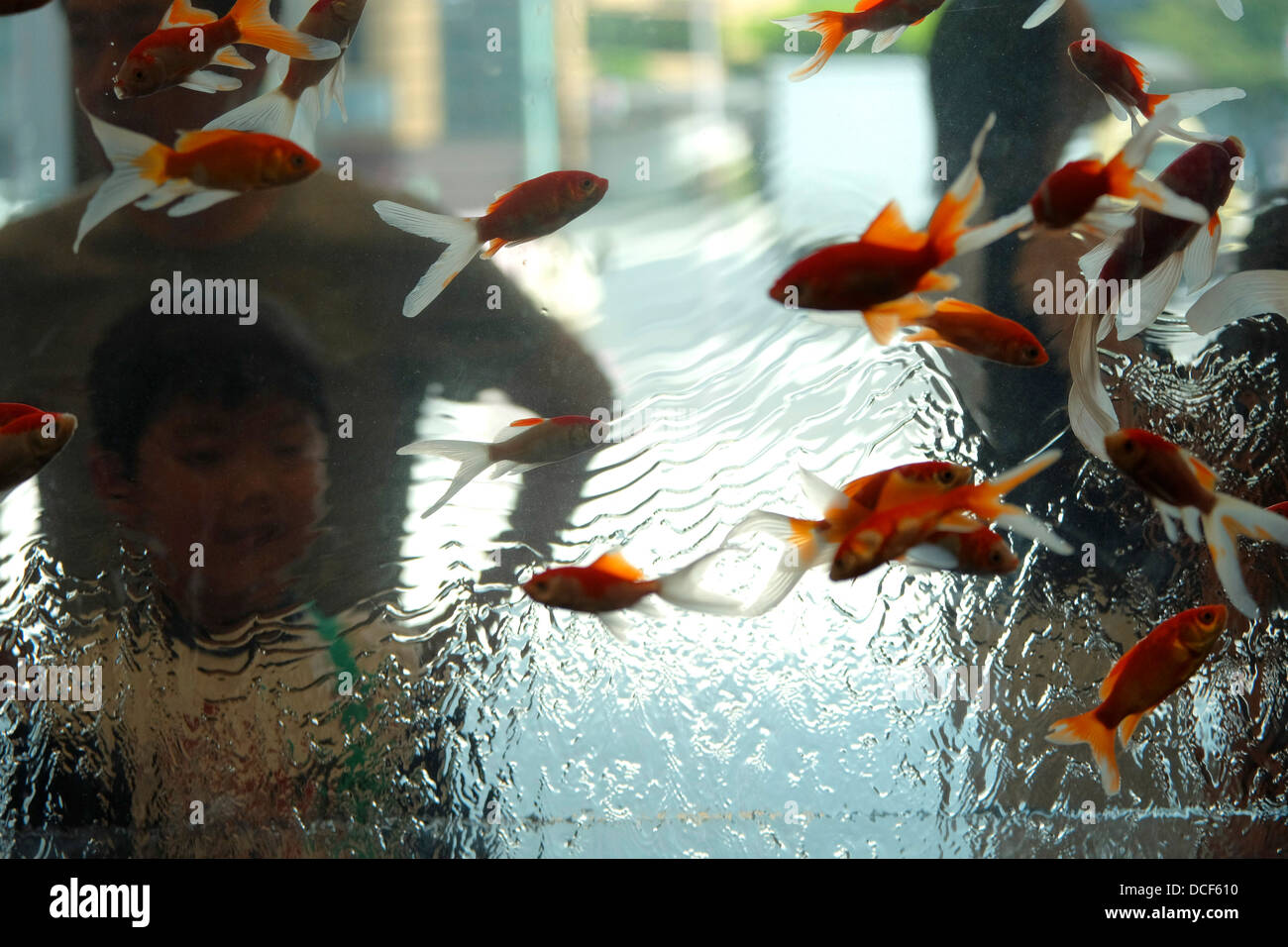 Goldfisch Aquarium, Nihonbashi Mitsukoshi Kaufhaus Stockfoto