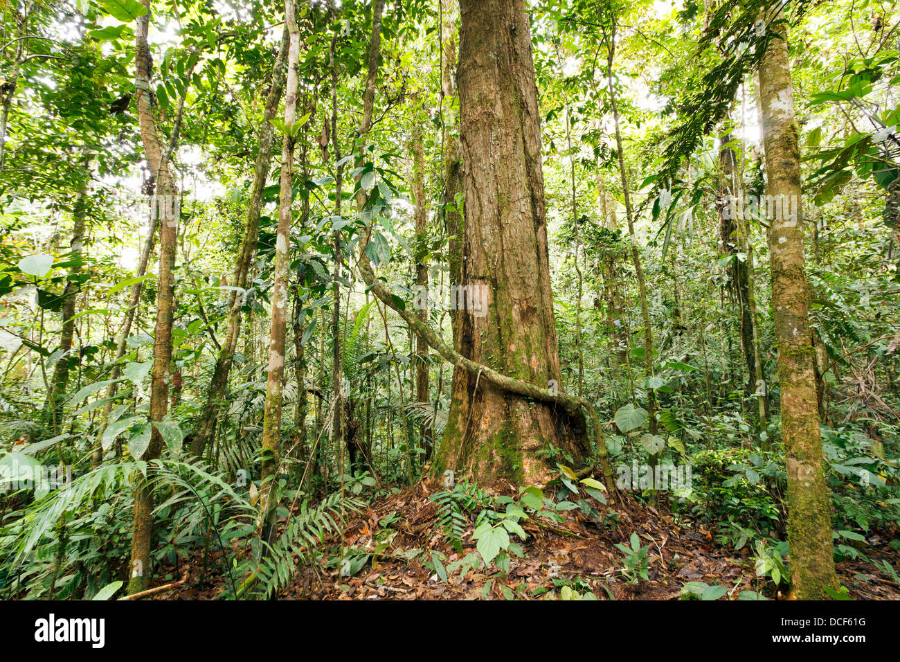 Großer Baum im tropischen Regenwald Ecuadors Stockfoto