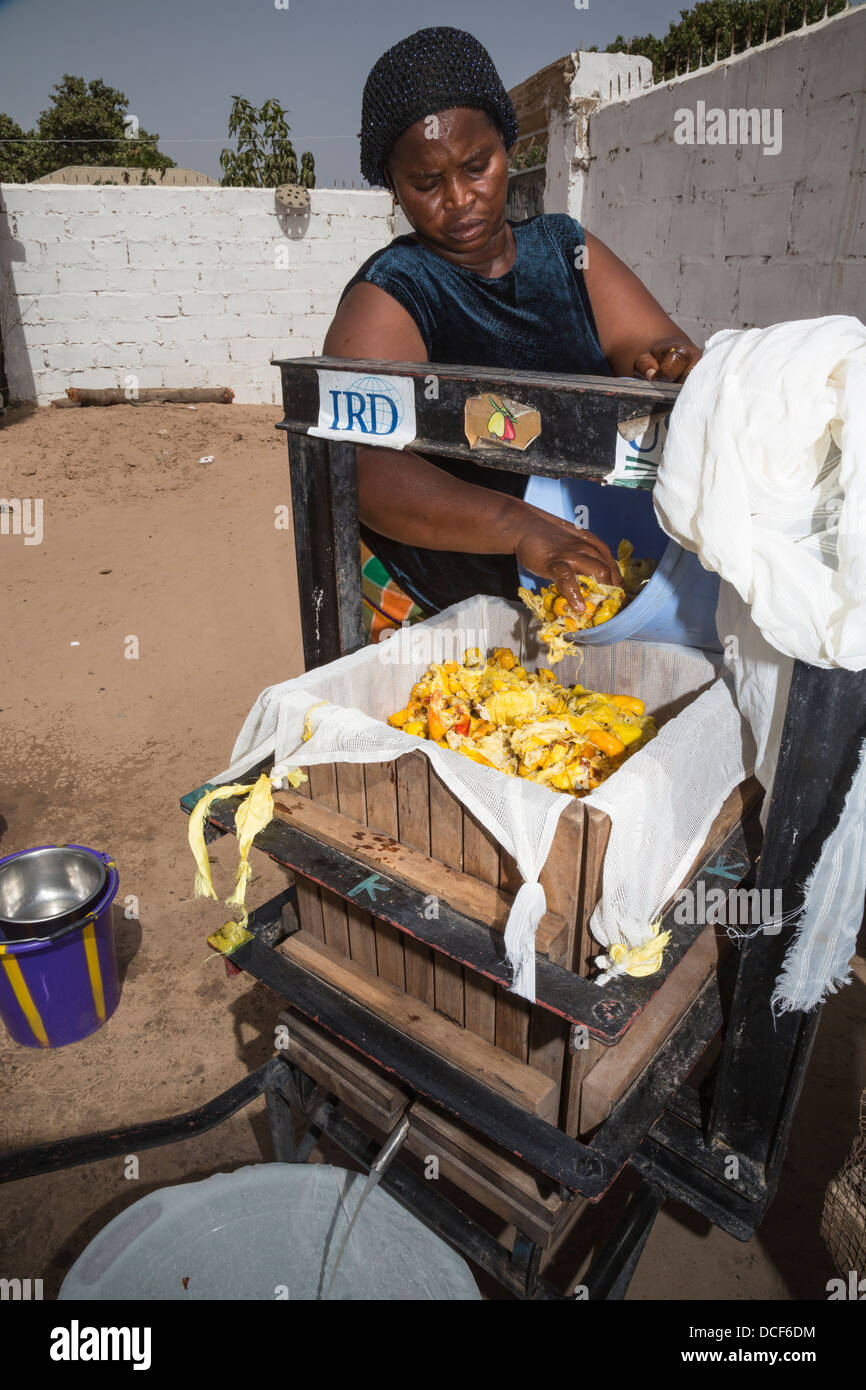 Platzieren von gärenden Cashew-Äpfel in eine Presse ihren Saft zu sammeln. North Bank Region, Gambia. Stockfoto