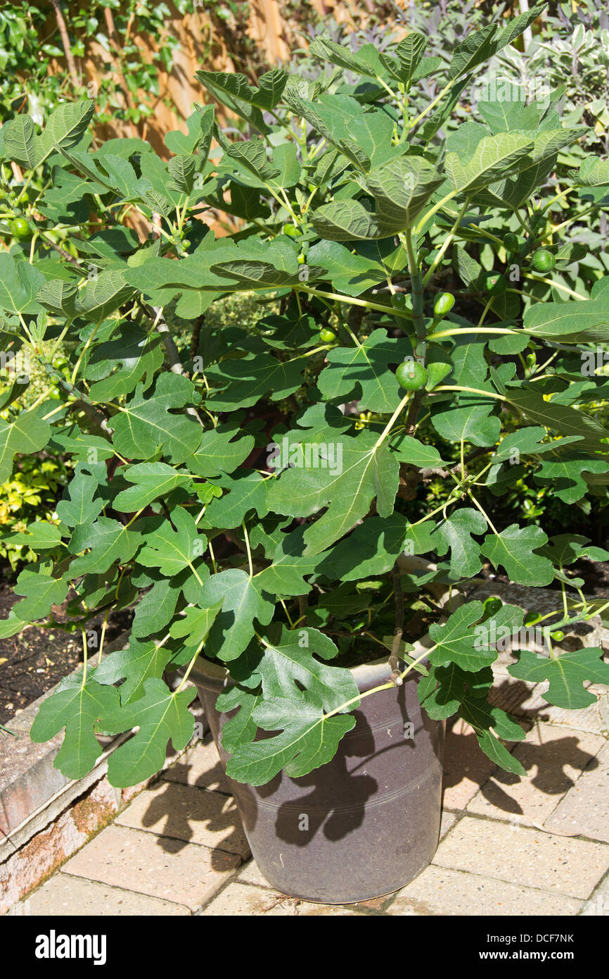 Eine Topfpflanze braun Türkei Feigenbaum (Ficus Carica) wächst an einem sonnigen Standort in einem englischen Garten. Stockfoto