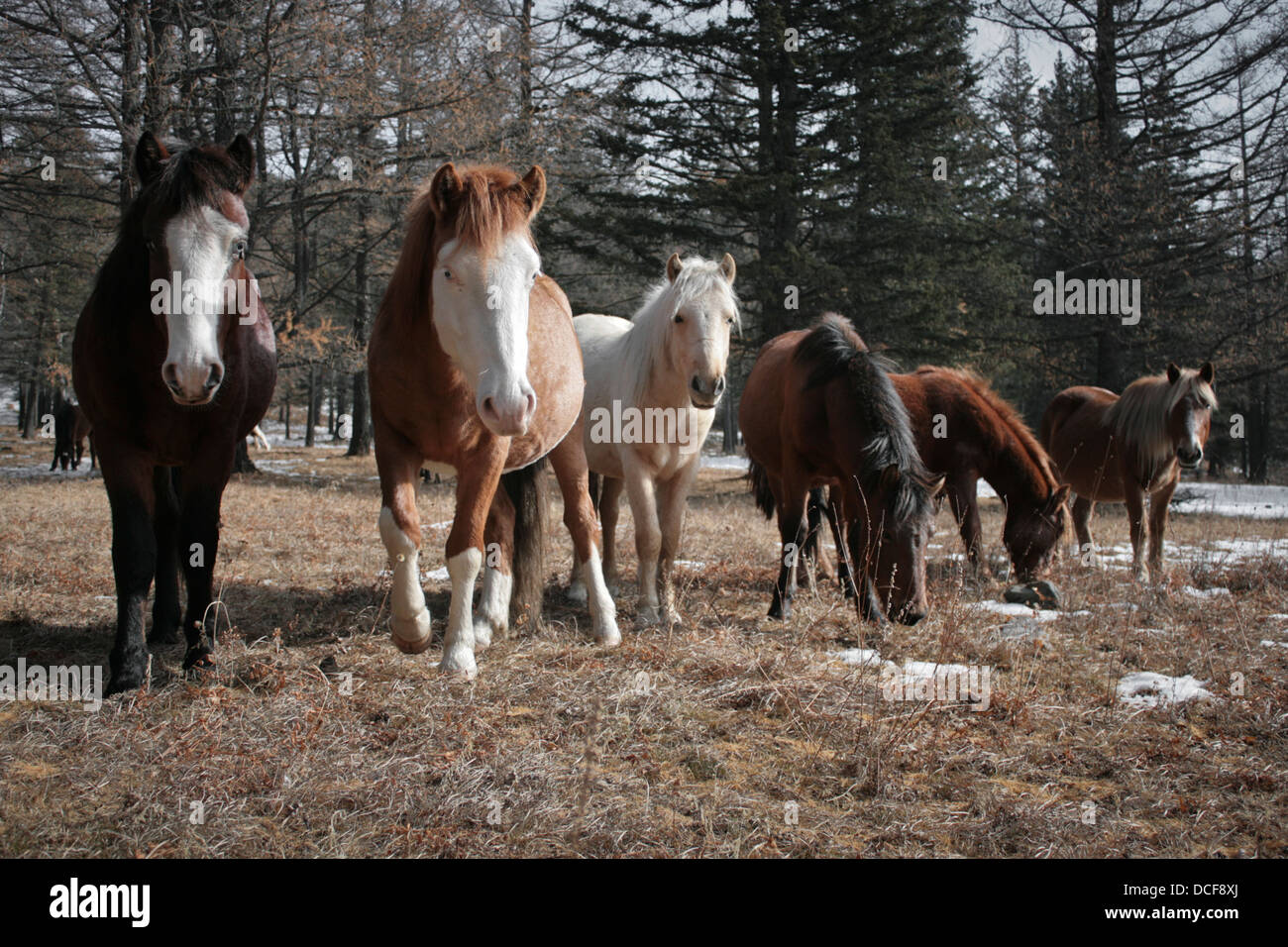 Wilde Pferde im Wald an der Tärelsch National Park, Mongolei Stockfoto