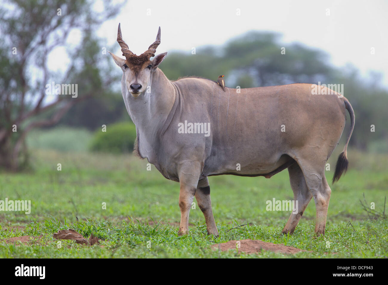 Eland - Weltweit größte und langsamste Antilope. Selenkay Consvervancy. Kenia, Afrika. Tauro oryx Stockfoto