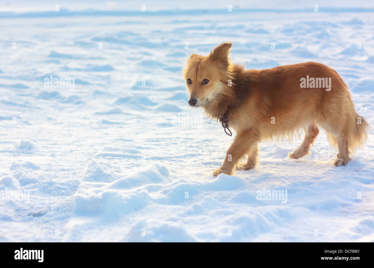 Porträt von einem streunenden Hund im Schnee Stockfoto