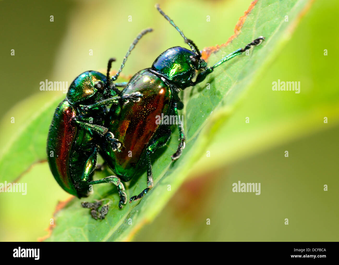 Paarung Definitionen Käfer thront auf einem grünen Blatt. Stockfoto