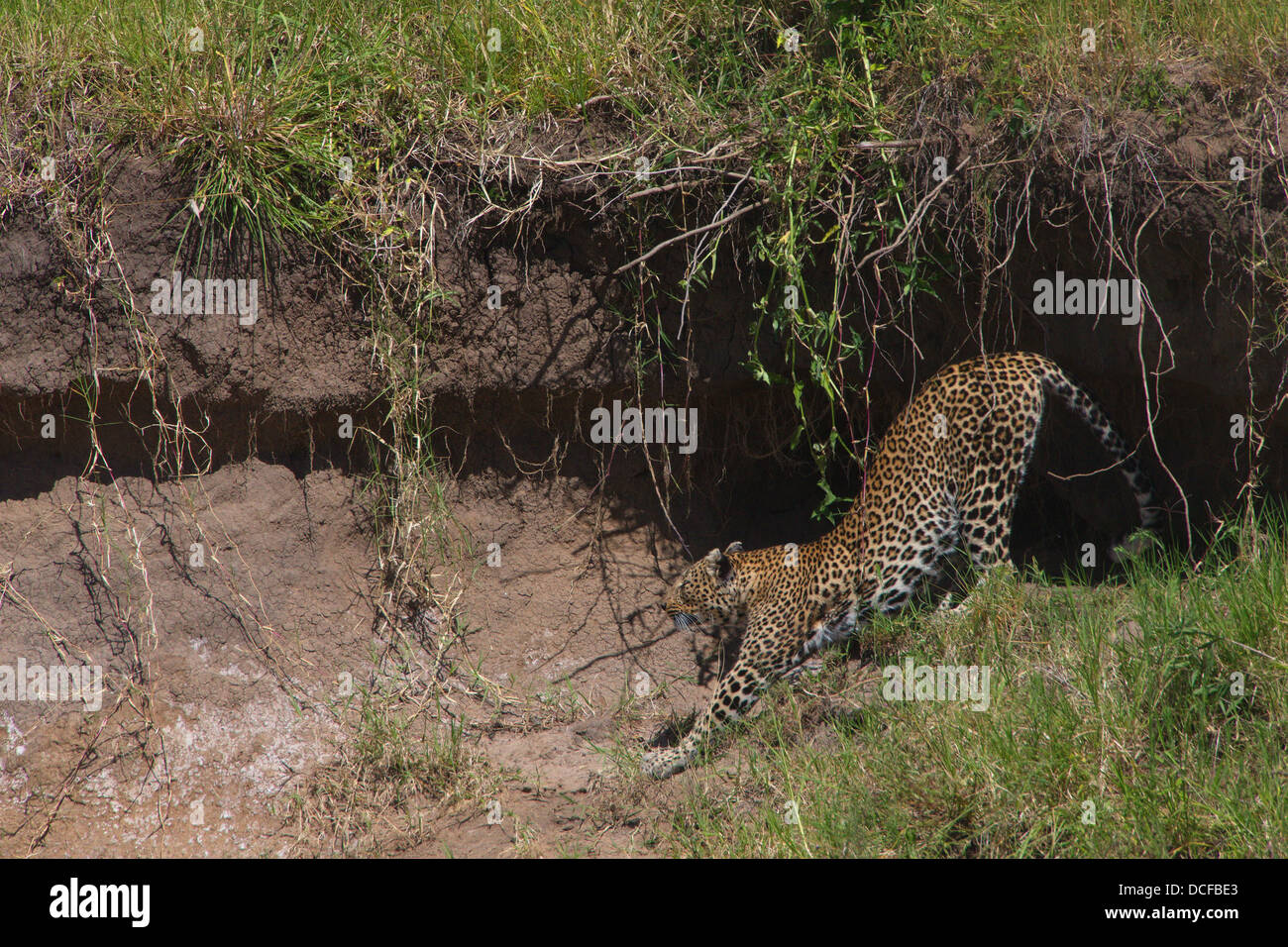 Ein Leopard ruht in der Nähe einer Höhle am Flussufer in der Hitze des Tages. Panthera Pardus. Ol Kinyei Conservancy. Kenia, Afrika. Stockfoto