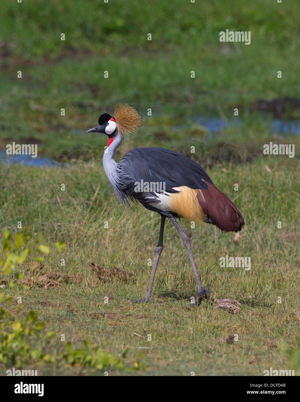 Grey gekrönt Kran. Amboselli Park. Kenia, Afrika. Stockfoto