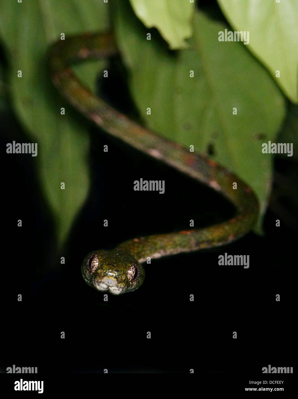 Boiga Drapiezii weiß gefleckte Katze Schlange Borneo Stockfoto