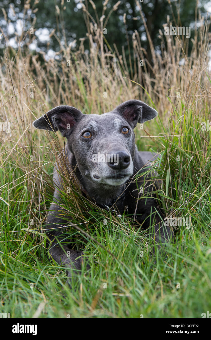 Greyhound Porträt im hohen Gras. Stockfoto