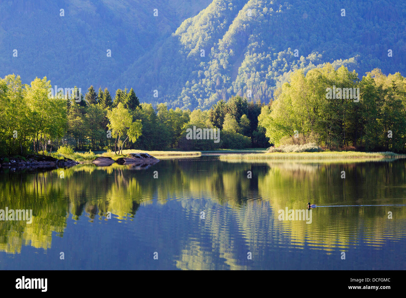 Ruhige Szene mit Bäumen in Wellen auf landschaftlich reizvollen See Haukeland am frühen Morgen im Sommer in der Nähe von Bergen, Hordaland, Norwegen wider Stockfoto