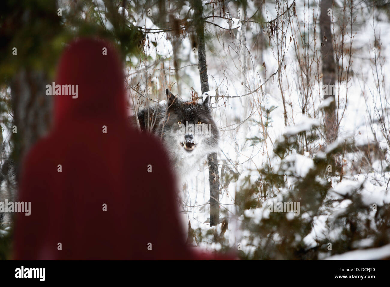 Little Red Riding Hood, dem großen bösen Wolf zu betrachten; Alberta, Kanada Stockfoto