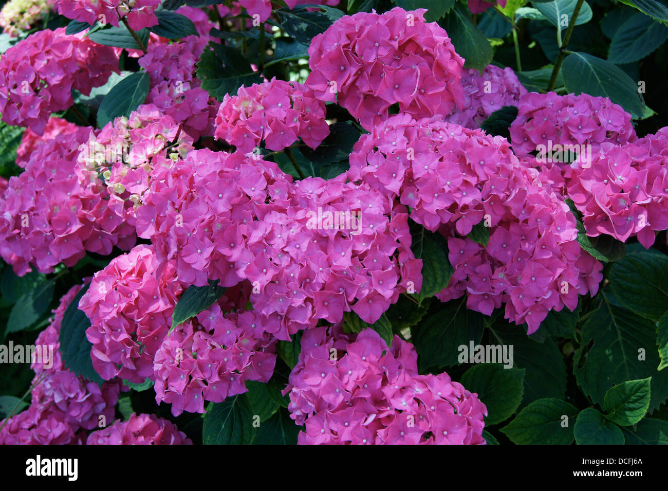 Hydrangea Macrophylla Sorten Stockfoto