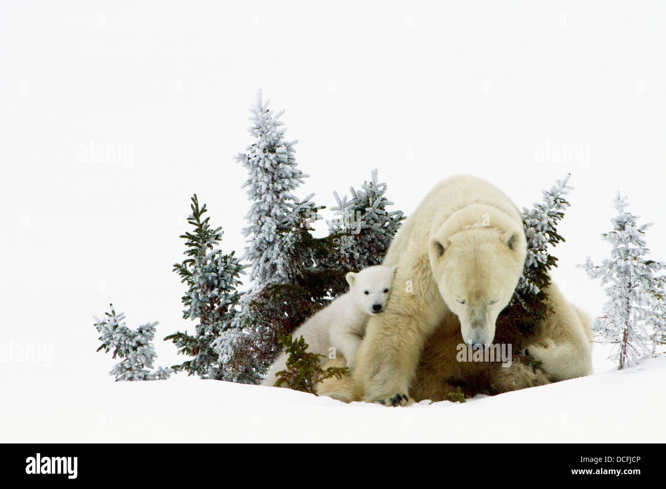 Eisbären im Wapusk National Park; Churchill, Manitoba, Kanada Stockfoto