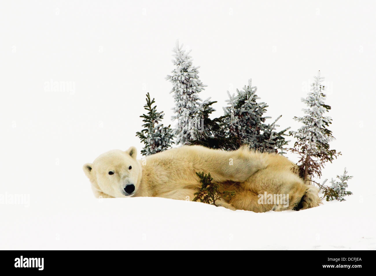 Ein Eisbär (Ursus Maritimus) fotografiert im Wapusk National Park; Churchill, Manitoba, Kanada Stockfoto