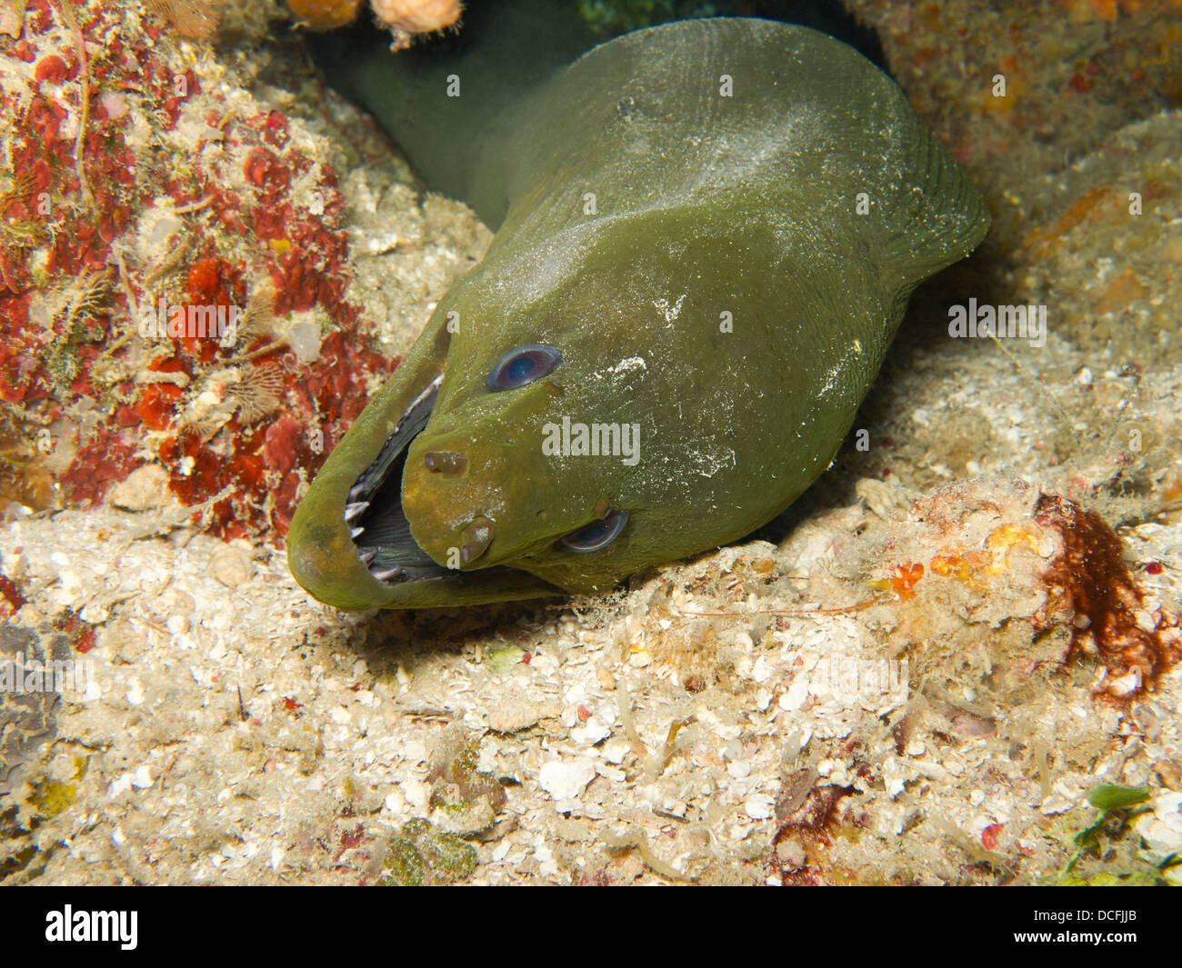 Grüne Muräne (Gymnothorax Funebris) an einem tropischen Korallenriff vor der Insel Roatan, Honduras. Stockfoto