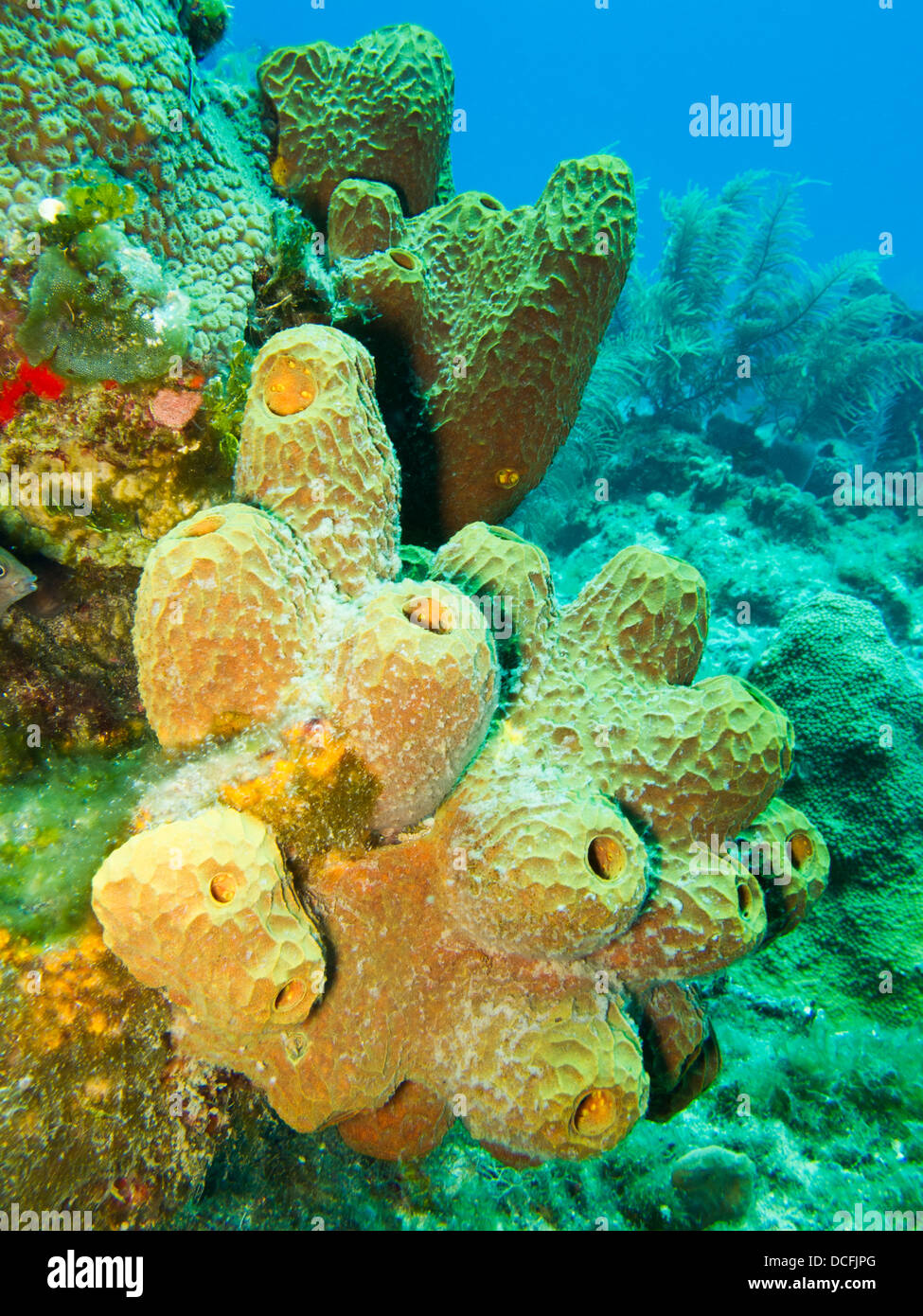 Verzweigung Rohr Schwamm (Pseudoceratina Crassa) an einem tropischen Korallenriff vor der Insel Roatan, Honduras. Stockfoto