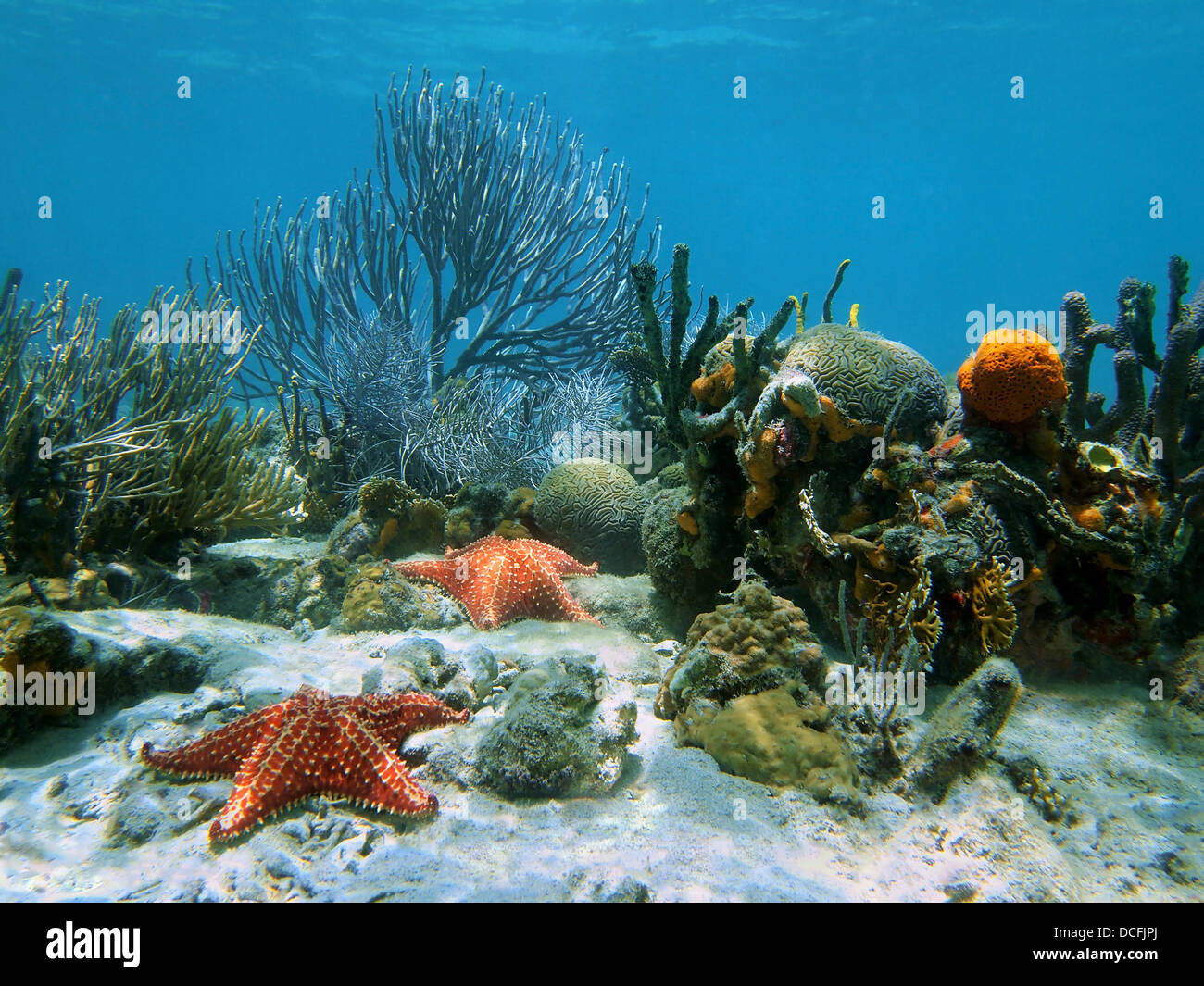 Schöne Korallen mit Seestern unter Wasser Stockfoto