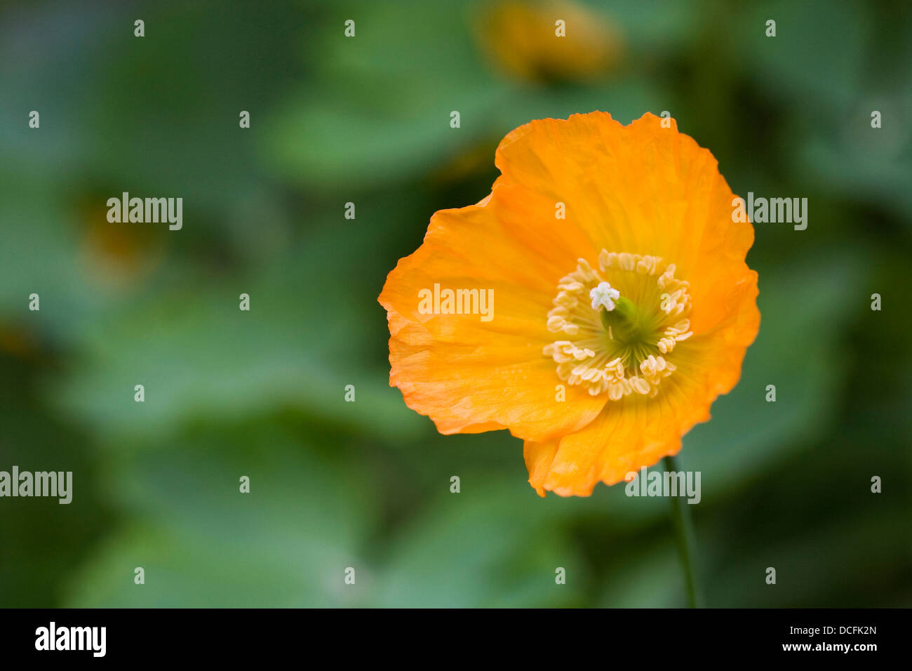 Meconopsis Cambrica wächst in einem englischen Cottage-Garten. Stockfoto